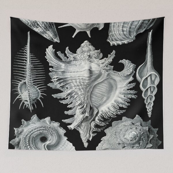 Item preview, Haeckel Prosobranchia Drawing designed and sold by CCdesigners.