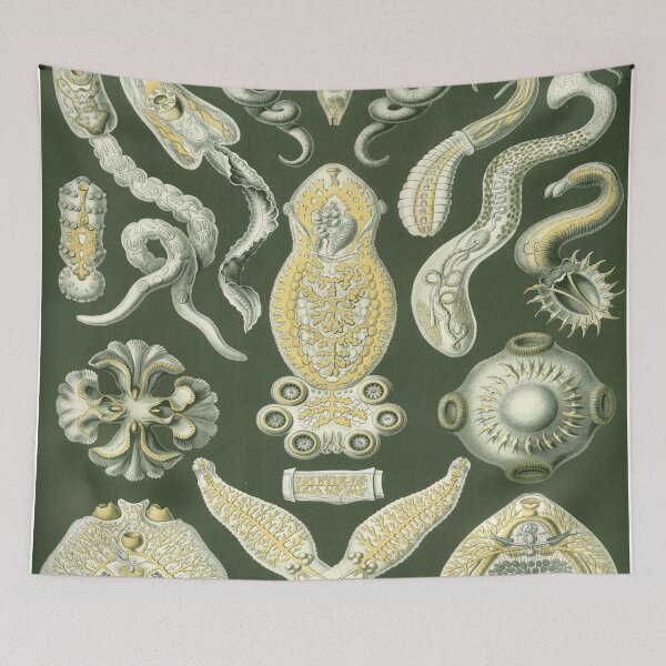 Artikelvorschau, Haeckel Platodes Zeichnung entworfen und verkauft von CCdesigners.