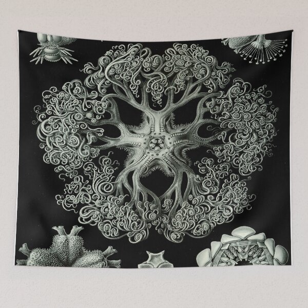 Item preview, Haeckel Ophiodea 70 Drawing designed and sold by CCdesigners.