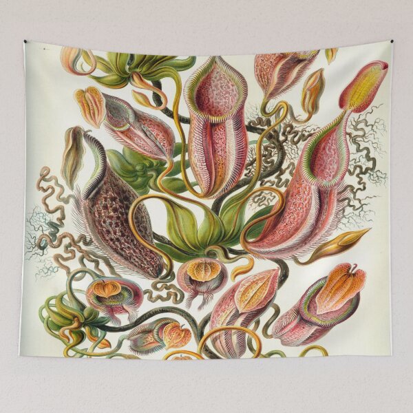 Artikelvorschau, Haeckel Nepenthaceae Zeichnung entworfen und verkauft von CCdesigners.