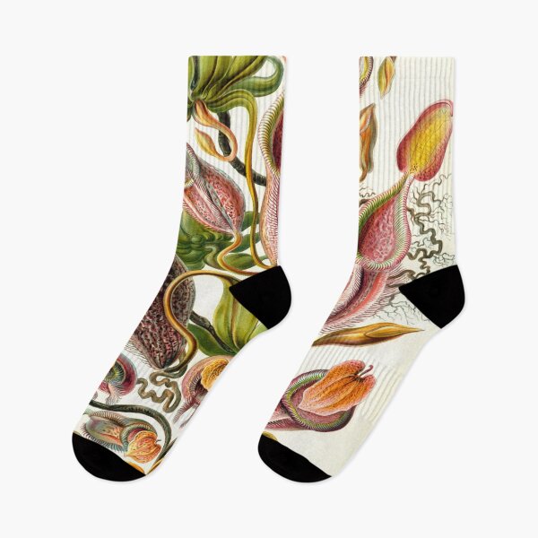 Item preview, Haeckel Nepenthaceae Drawing designed and sold by CCdesigners.