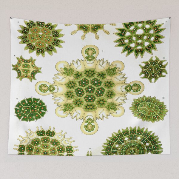 Item preview, Haeckel Melethallia Drawing designed and sold by CCdesigners.