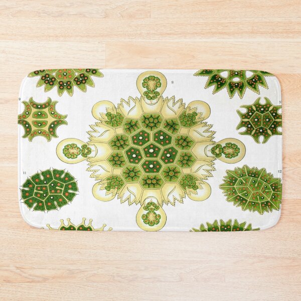 Item preview, Haeckel Melethallia Drawing designed and sold by CCdesigners.