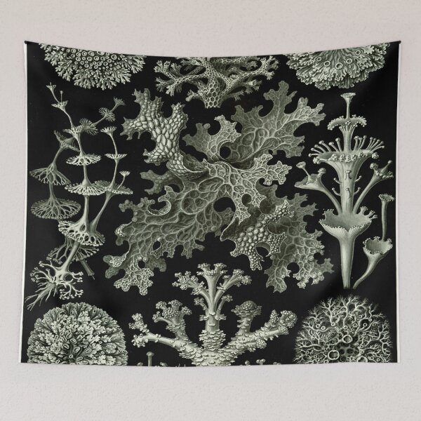 Item preview, Haeckel Lichenes Drawing designed and sold by CCdesigners.