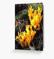 Staghorn Greeting Card