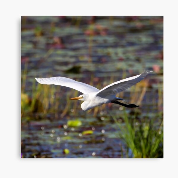 Plumed Egret Canvas Print