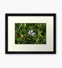 Blue Eyed Grass Framed Print