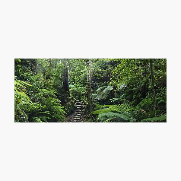 The Fernery, Grand Canyon. Photographic Print