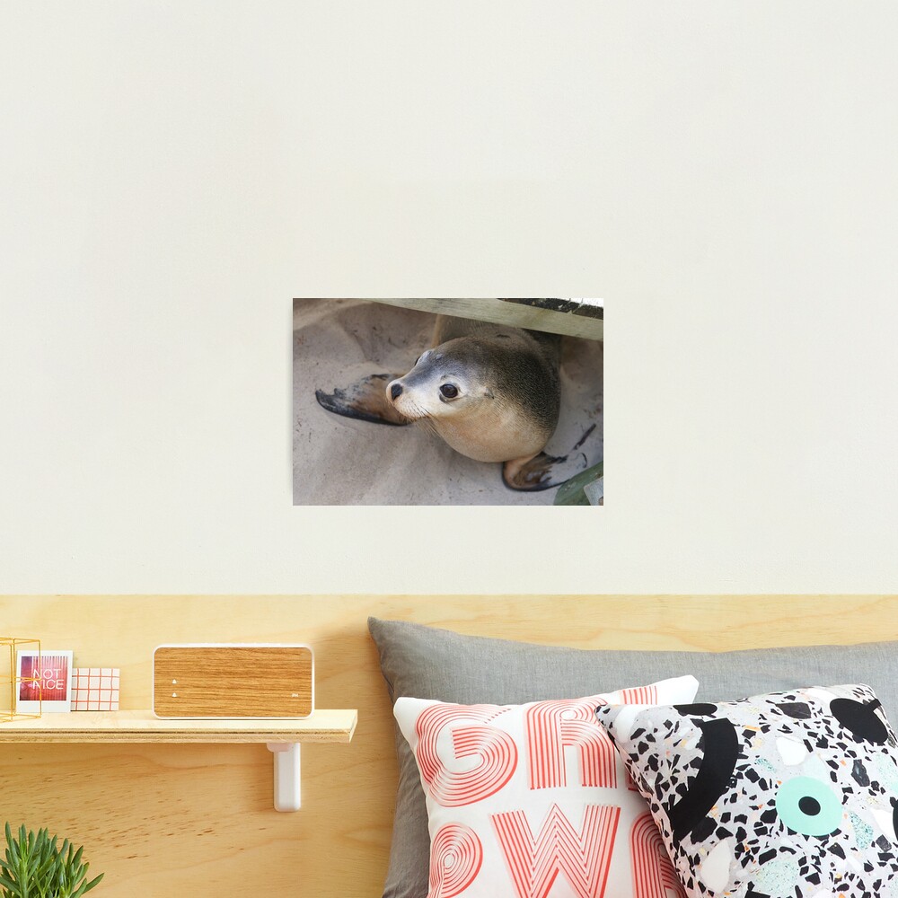 "hello" Photographic Print