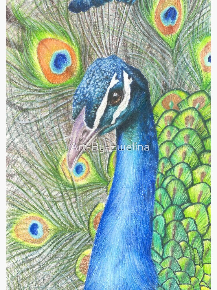 Original Peacock Drawing on Black - Nika_art - Drawings & Illustration,  Animals, Birds, & Fish, Birds, Peacocks - ArtPal