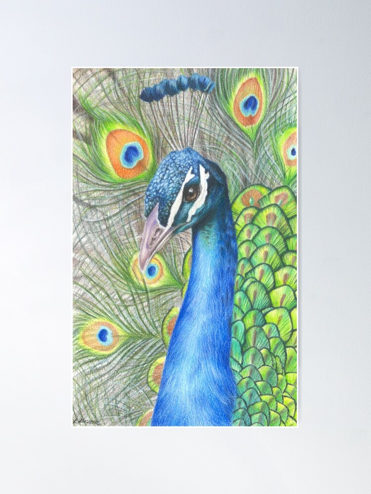 Peacock drawing pencil sketch | How to draw peacock easy step by step for  beginners #pencildrawing #simpledrawing #Bongdrawing #peacock #nationalbird  | By The Bong Drawing 