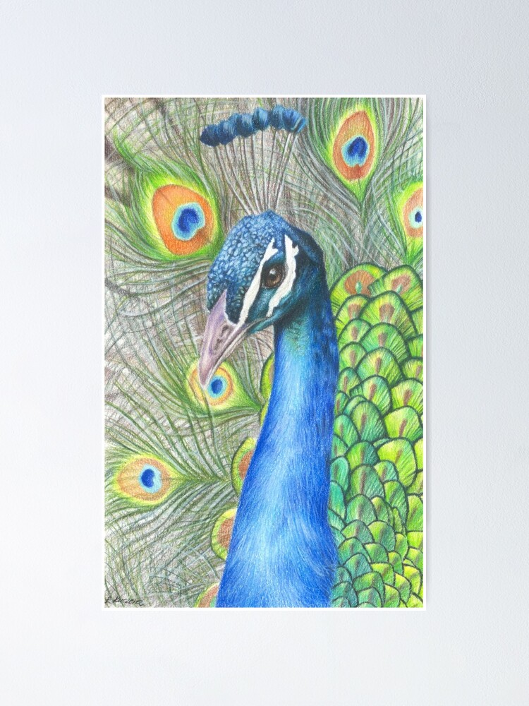 Póster «Dibujo a lápiz color pavo real» de Art-By-Ewelina | Redbubble