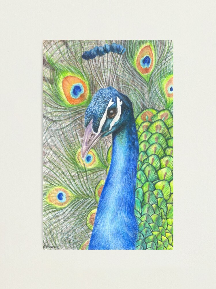 Black and white pencil drawing of a peacock on Craiyon