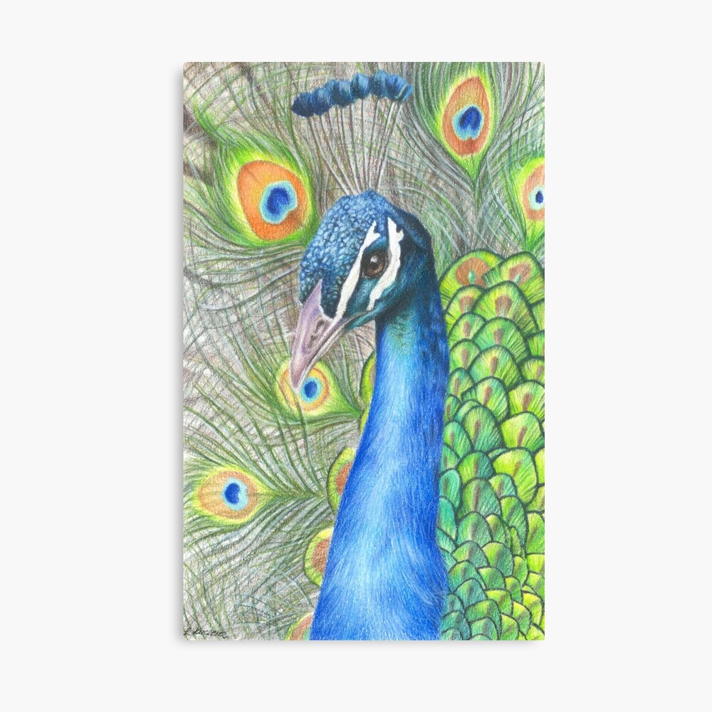 Peeky Peacock 🦚 | Pencil colour painting, Peacock drawing, Art tutorials  watercolor