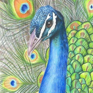 Color Pencil Hand Drawn Peacock by Dan Seitzinger - 11-20-… | Flickr