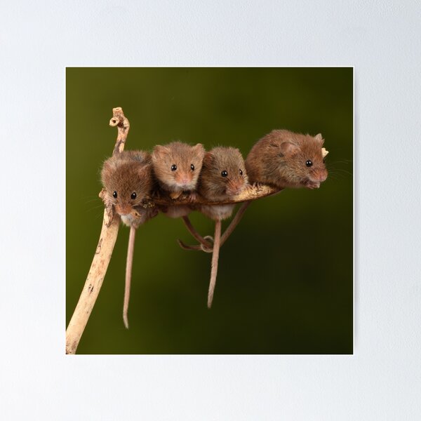 Item preview, Harvest Mice designed and sold by A Solé.