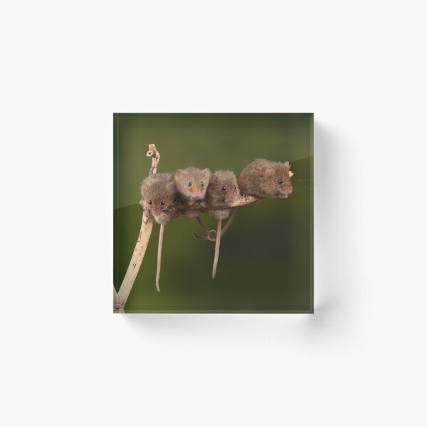 Item preview, Harvest Mice designed and sold by A Solé.