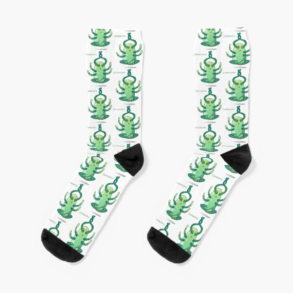 Cyanobakterien Socken