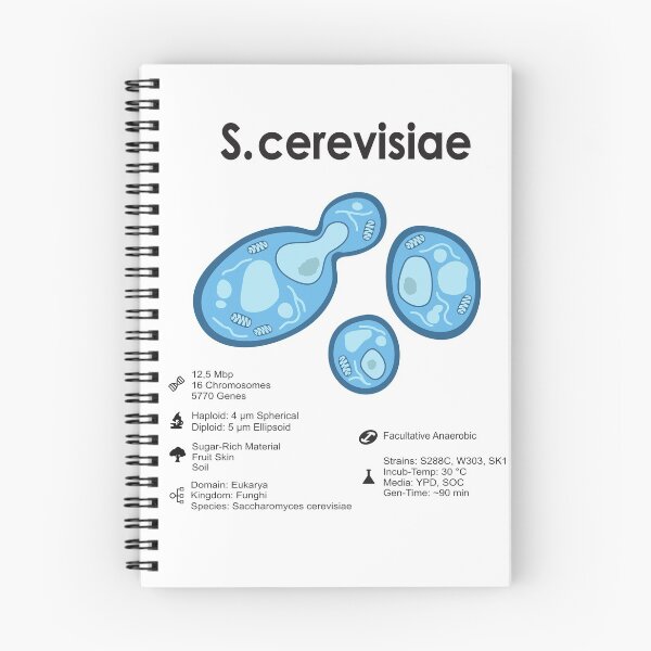 Item preview, S. cerevisiae designed and sold by BiocraftLab.