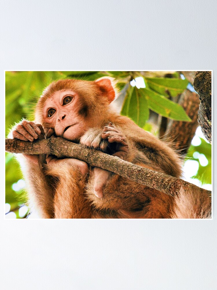 Cute Baby Monkey In Mango Tree Poster By Planetmonkey Redbubble Cute Baby Monkey In Mango Tree Poster By Planetmonkey Redbubble