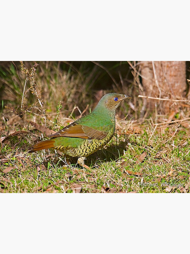 Female Satin Bower Bird by RICHARDW