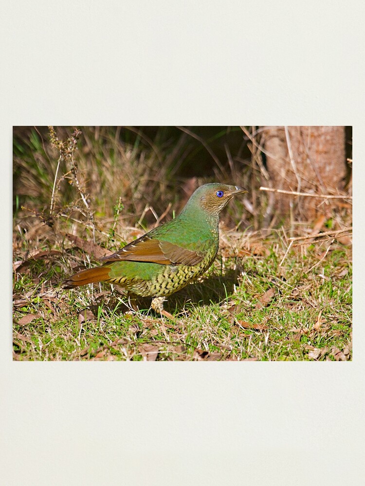 Alternate view of Female Satin Bower Bird Photographic Print