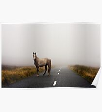Sallygap horse Poster