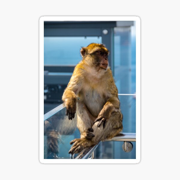 The famous apes of Gibraltar Sticker