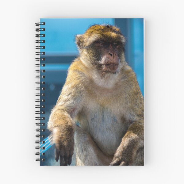 Item preview, The famous apes of Gibraltar designed and sold by Ben Gingell.
