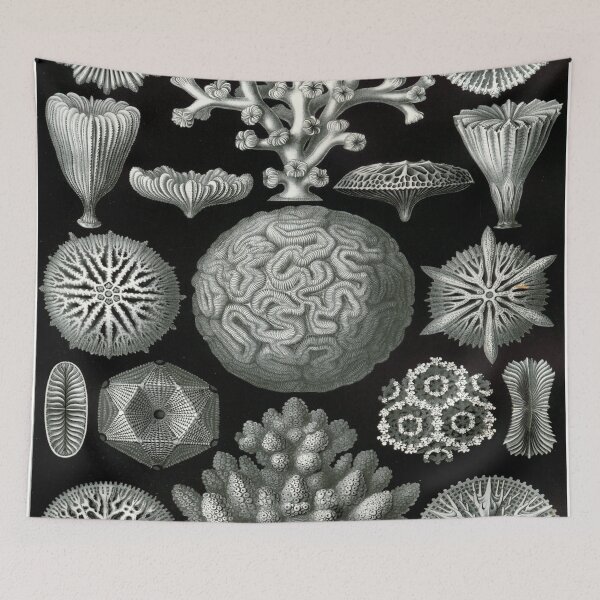 Item preview, Haeckel Hexacoralla Drawing designed and sold by CCdesigners.