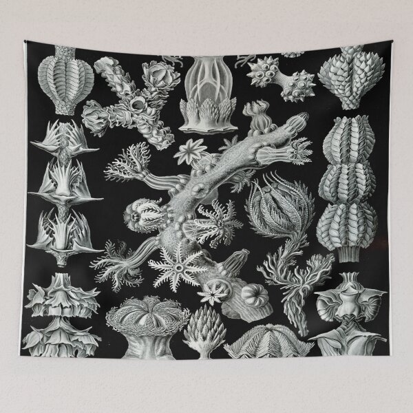 Item preview, Haeckel Gorgonida Drawing designed and sold by CCdesigners.