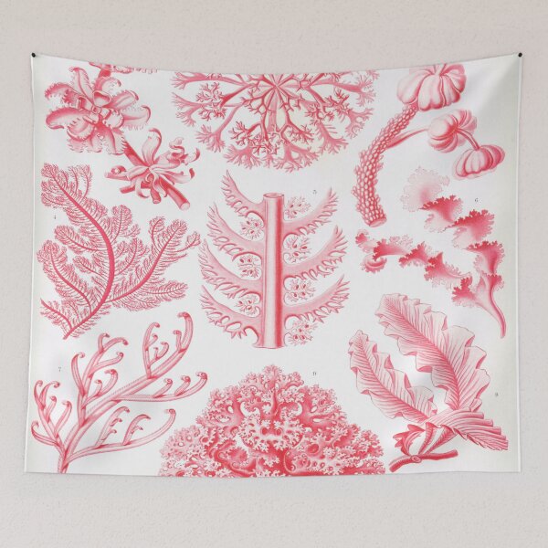 Artikelvorschau, Haeckel Florideae Zeichnung entworfen und verkauft von CCdesigners.