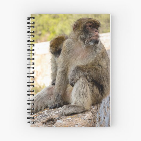 Item preview, The famous apes of Gibraltar designed and sold by Ben Gingell.