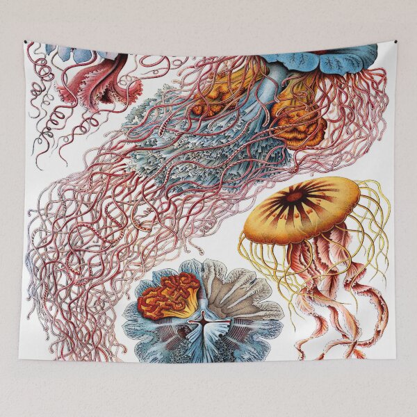 Item preview, Haeckel Discomedusae 8 Drawing designed and sold by CCdesigners.