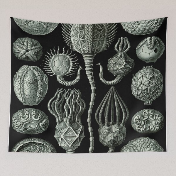 Item preview, Haeckel Cystoidea Drawing designed and sold by CCdesigners.