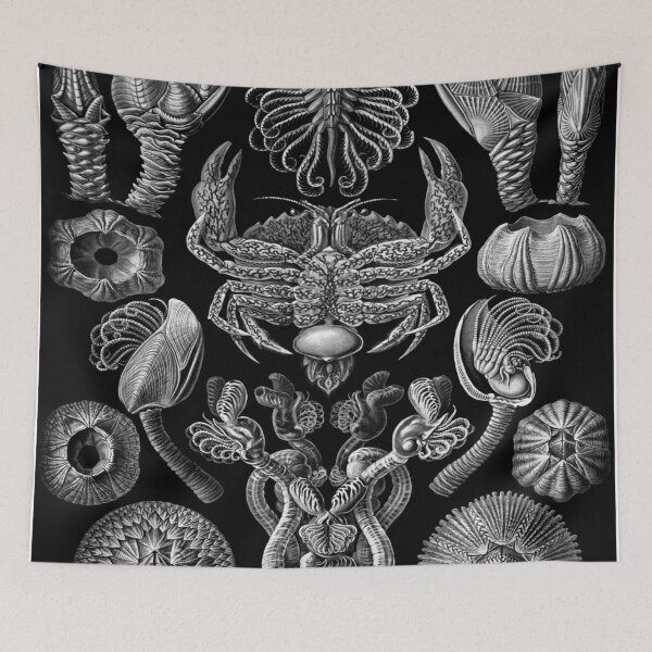Artikelvorschau, Haeckel Cirripedia Zeichnung entworfen und verkauft von CCdesigners.