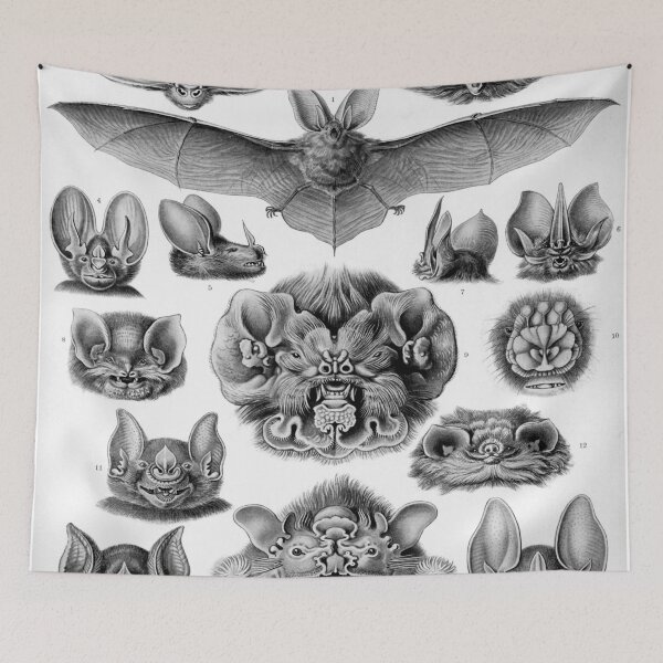 Item preview, Haeckel Chiroptera Drawing designed and sold by CCdesigners.