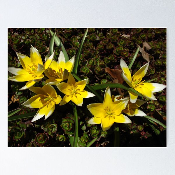 Item preview, Tulip Tardas designed and sold by MarianBendeth.