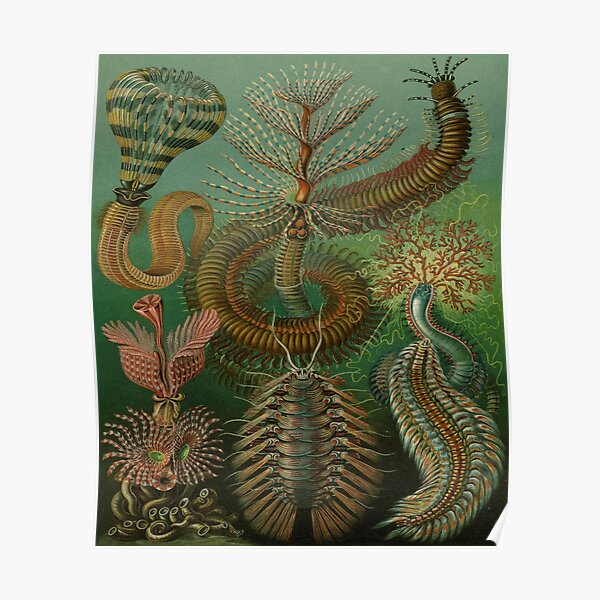 A2 A1 A3 Ernst Haeckel Biology Print A0 A4 GLOSSY Wall Photo Poster