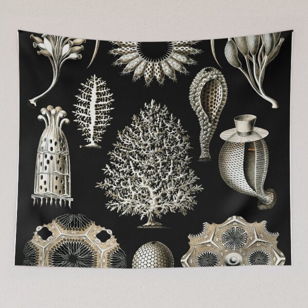 Artikelvorschau, Haeckel Calcispongiae Zeichnung entworfen und verkauft von CCdesigners.