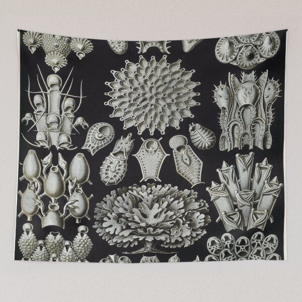 Item preview, Haeckel Bryozoa 33 Drawing designed and sold by CCdesigners.