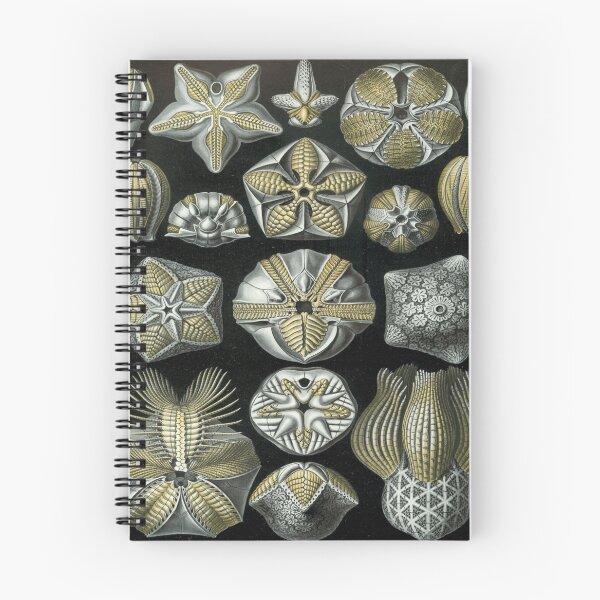 Item preview, Haeckel Blastoidea Drawing designed and sold by CCdesigners.