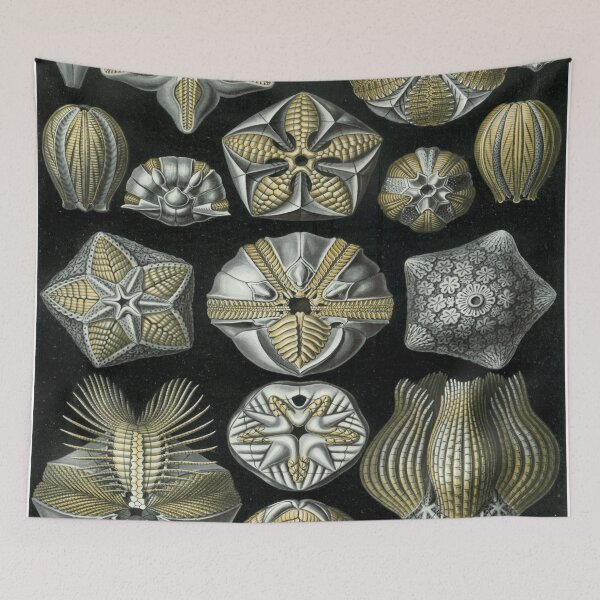 Item preview, Haeckel Blastoidea Drawing designed and sold by CCdesigners.