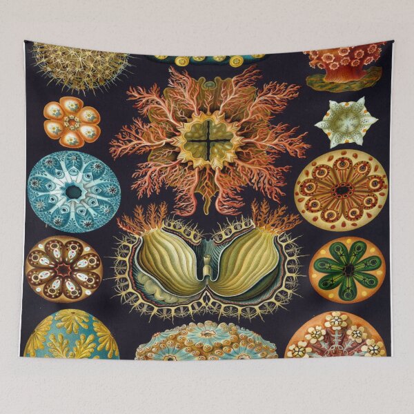 Item preview, Haeckel Ascidiae Drawing designed and sold by CCdesigners.