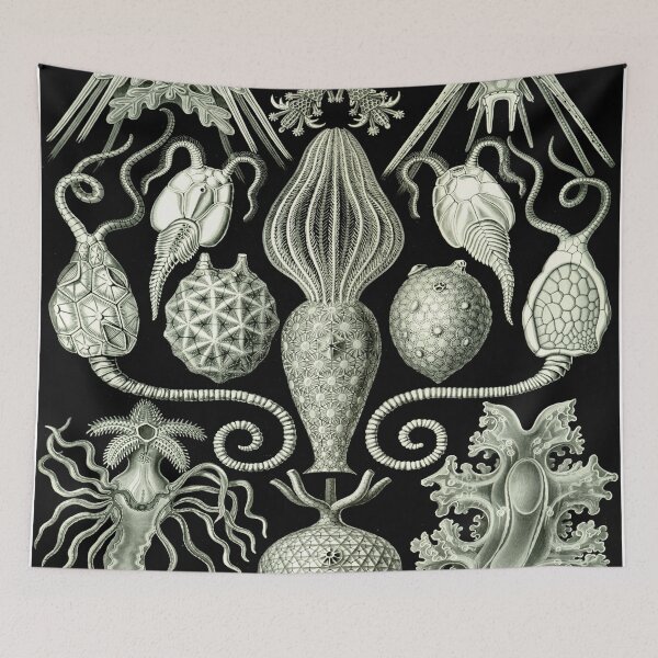 Item preview, Haeckel Amphoridea Drawing designed and sold by CCdesigners.