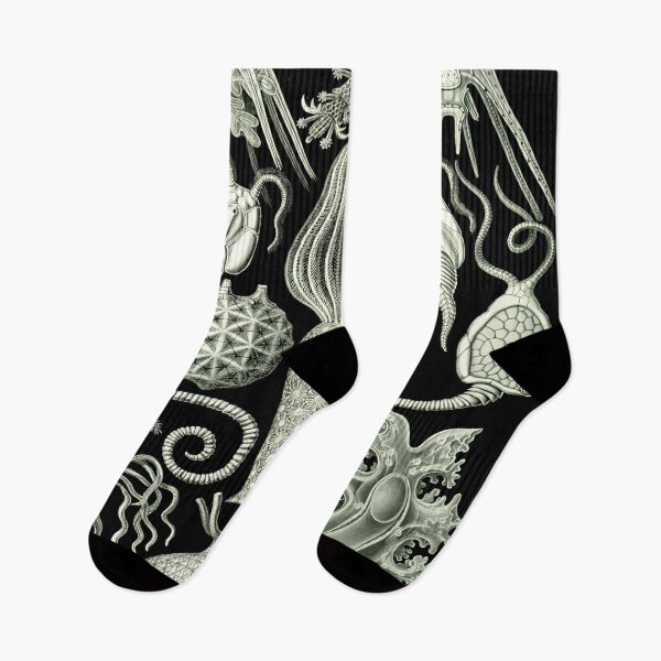 Item preview, Haeckel Amphoridea Drawing designed and sold by CCdesigners.