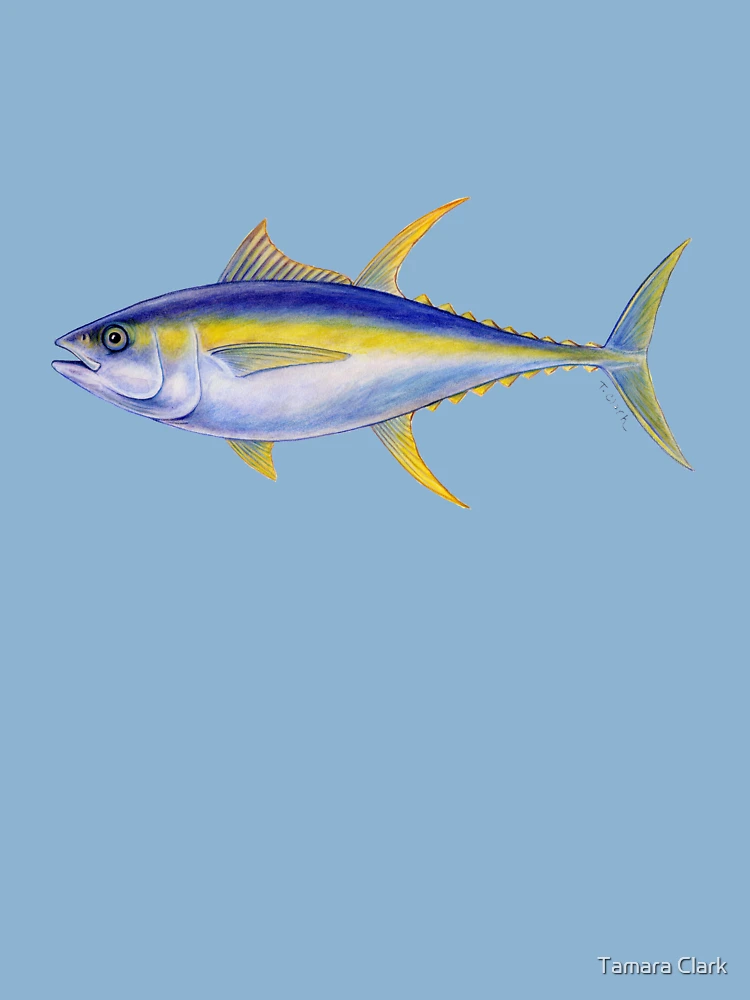 Illustration Of Yellowfin Tuna.Thunnus Albacares. Stock Photo, Picture and  Royalty Free Image. Image 50659731.