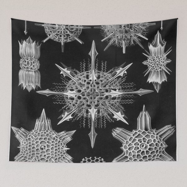 Item preview, Haeckel Acanthophracta Drawing designed and sold by CCdesigners.