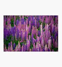 Lupins Lupins Lupins Photographic Print