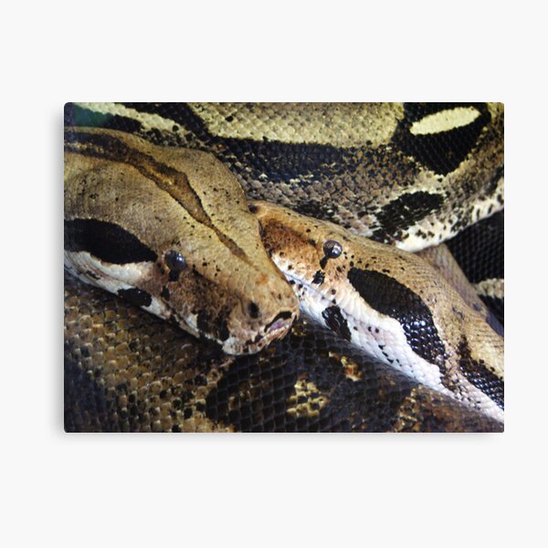 Double Trouble Canvas Print